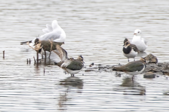 Long-toed Stint
