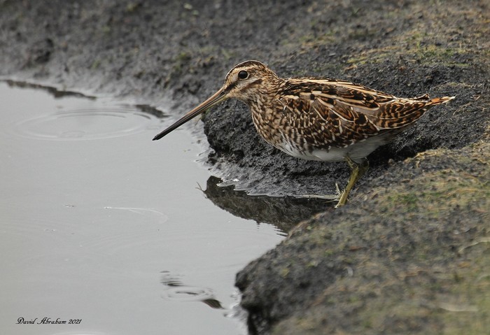 Snipe