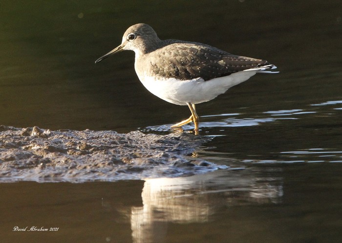 Green Sandpiper 