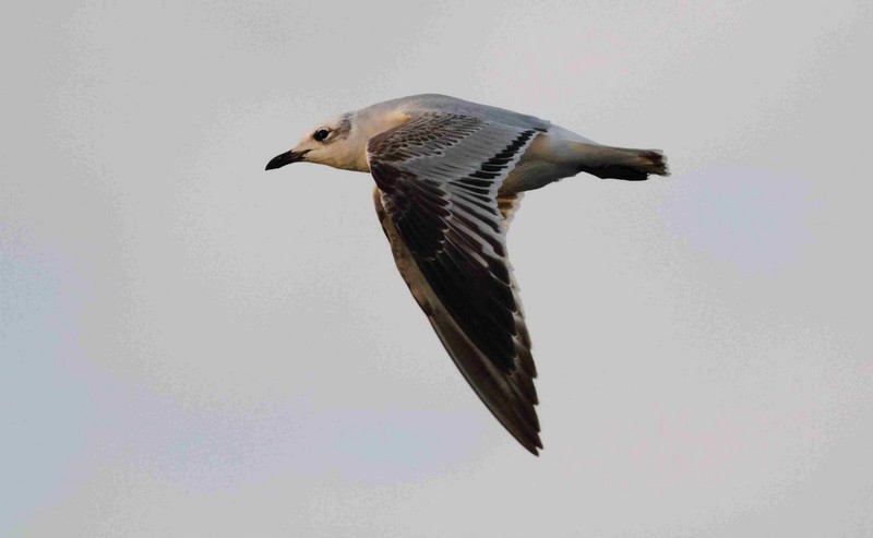 Mediterranean Gull