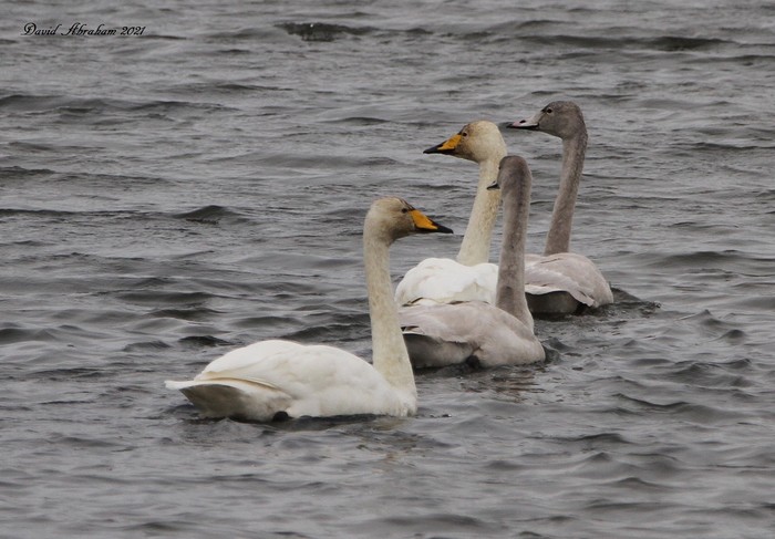 Whooper Swan