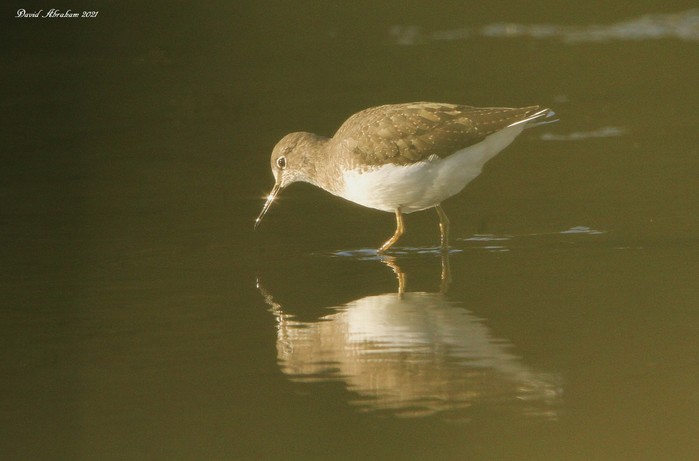 Green Sandpiper 