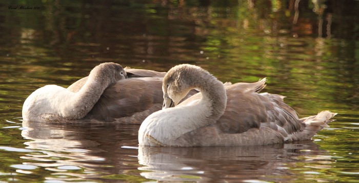 Mute Swan 