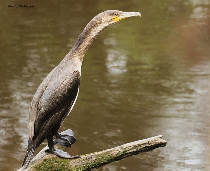 Cormorant 