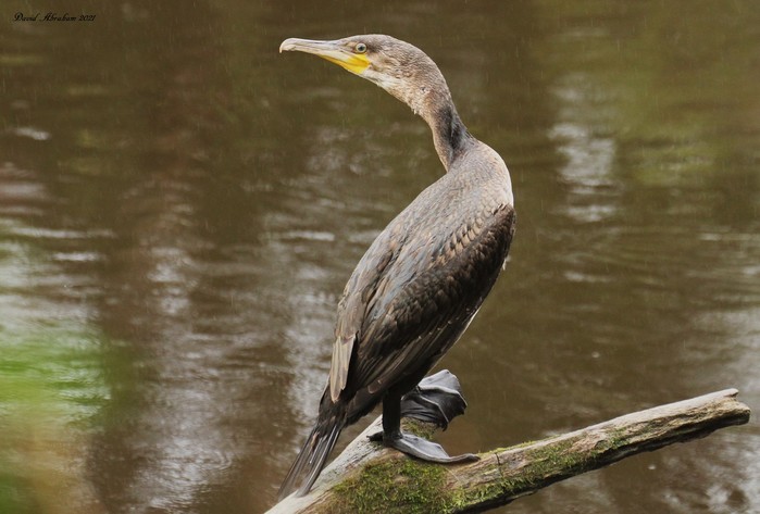 Cormorant 