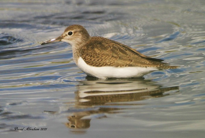 Common Sandpiper 