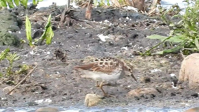 Long-toed Stint