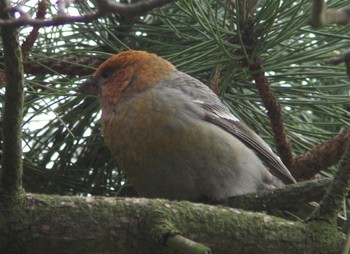 Pine Grosbeak