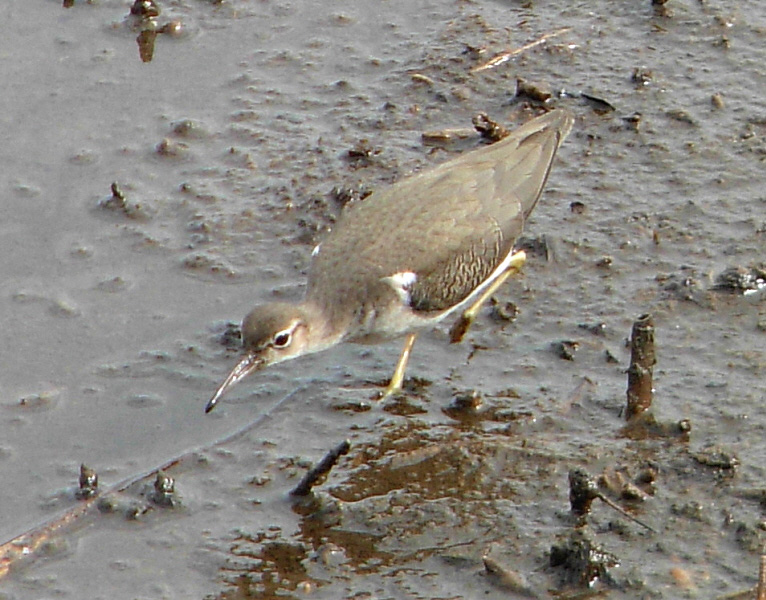 Spotted Sandpiper