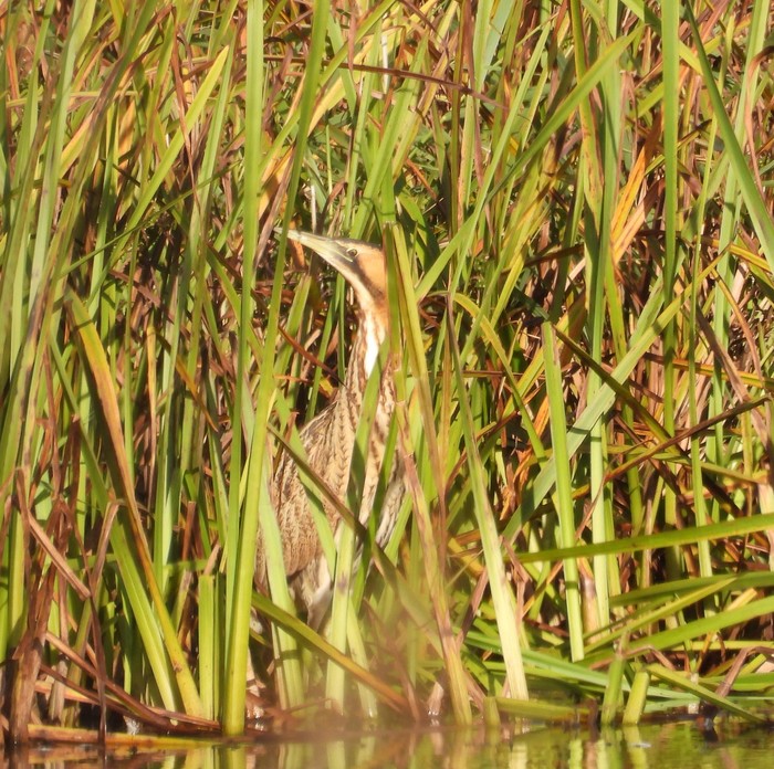 Bittern