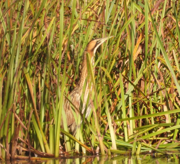 Bittern