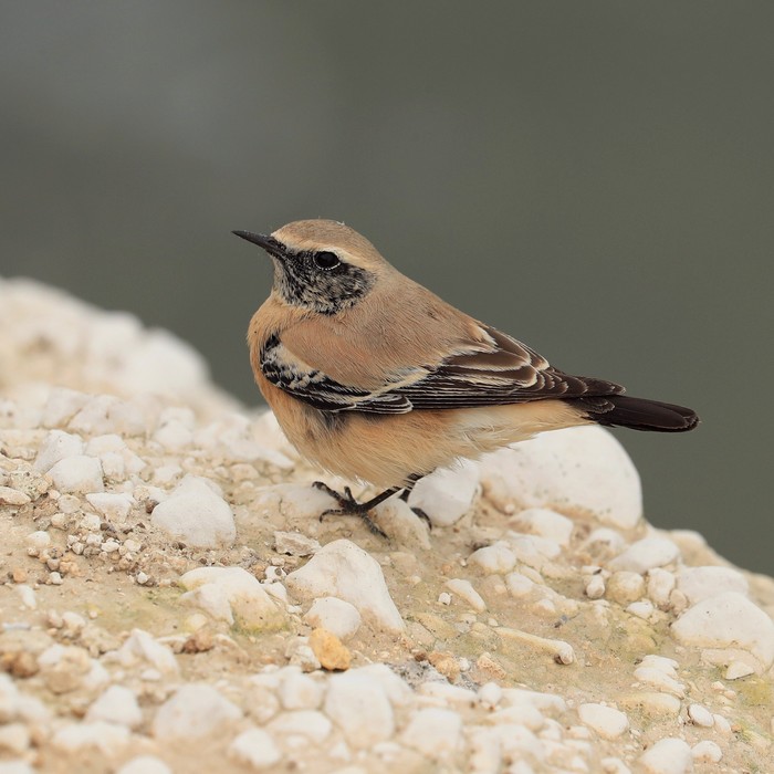 Desert Wheatear