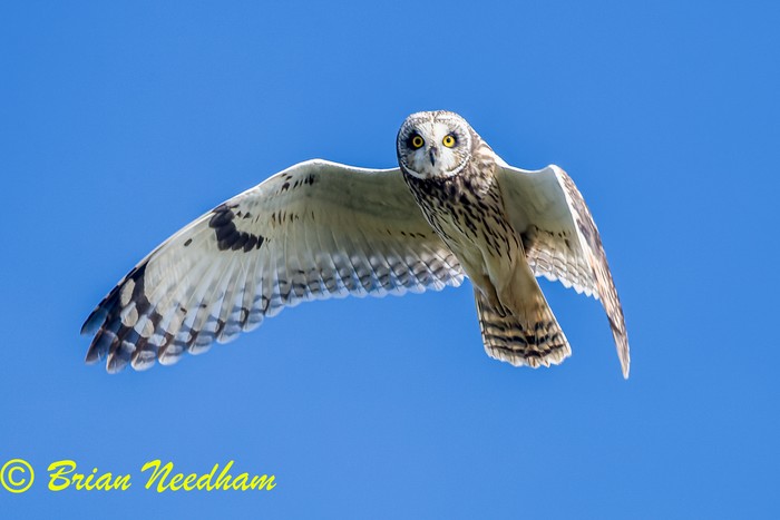 Short-eared Owl