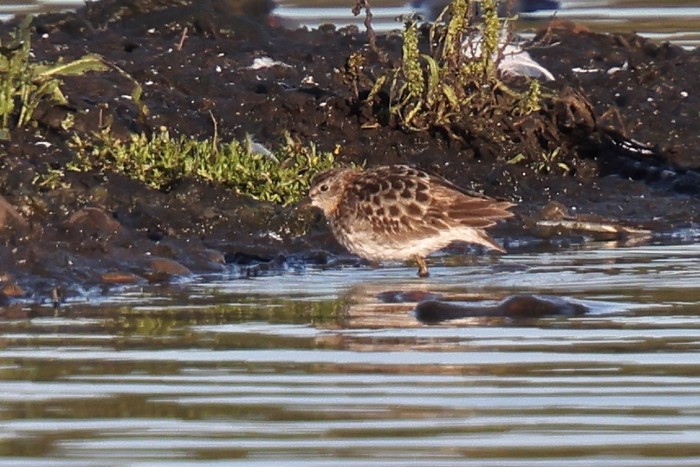 Long-toed Stint
