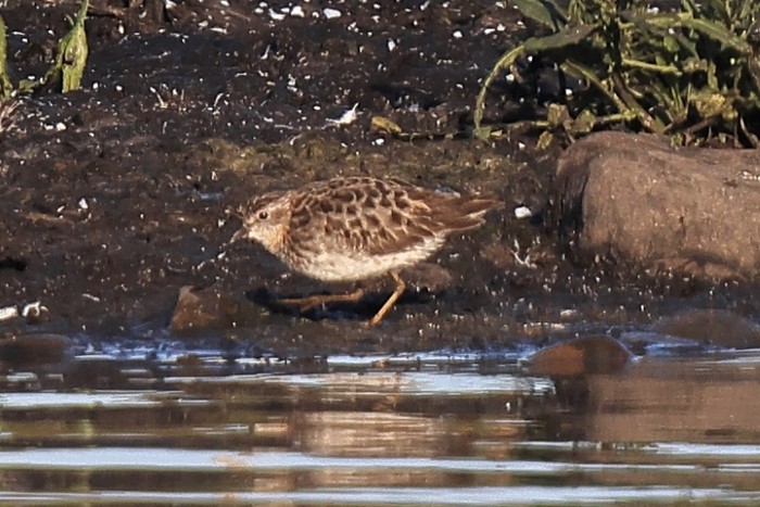 Long-toed Stint