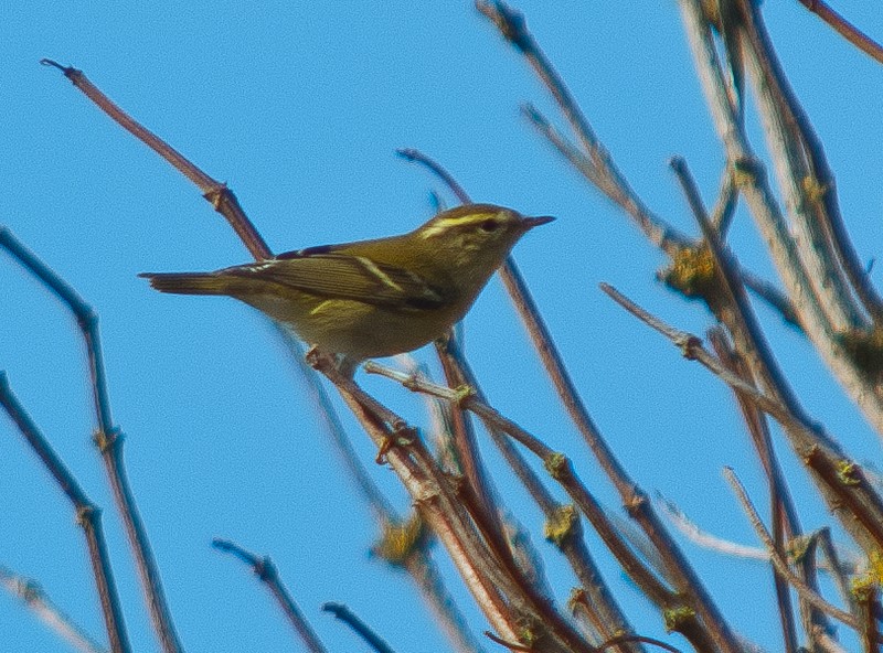 Yellow-browed Warbler