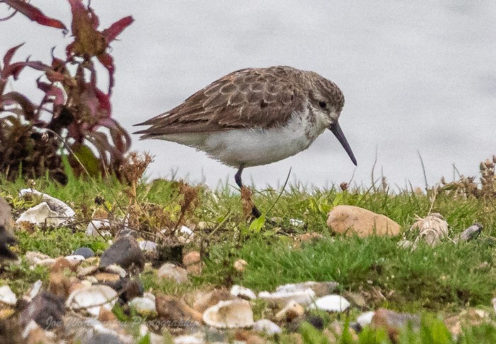 Western Sandpiper