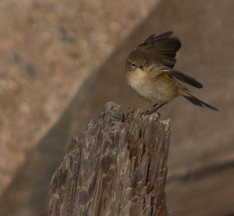 Chiffchaff
