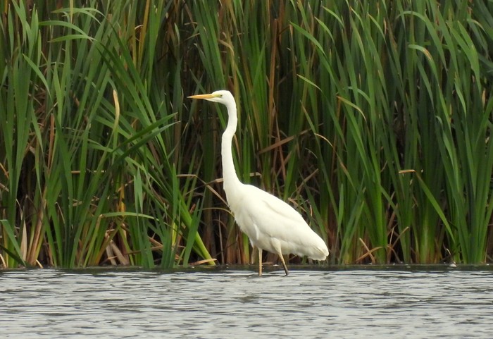 Great White Egret