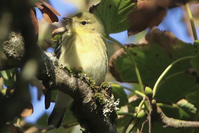 Blackpoll Warbler