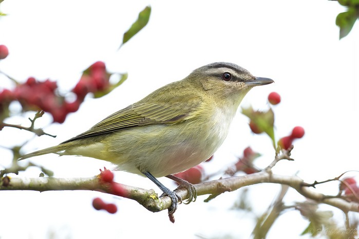 Red-eyed Vireo
