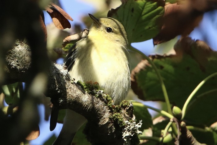 Blackpoll Warbler