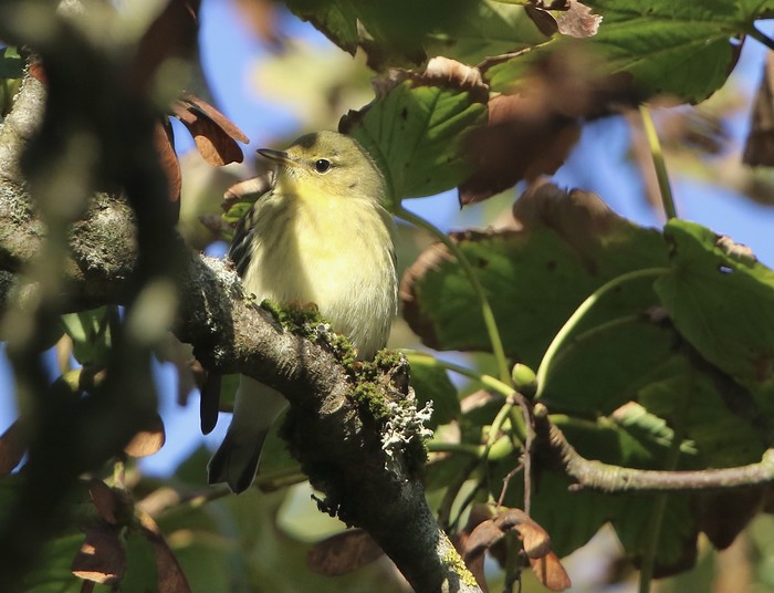 Blackpoll Warbler