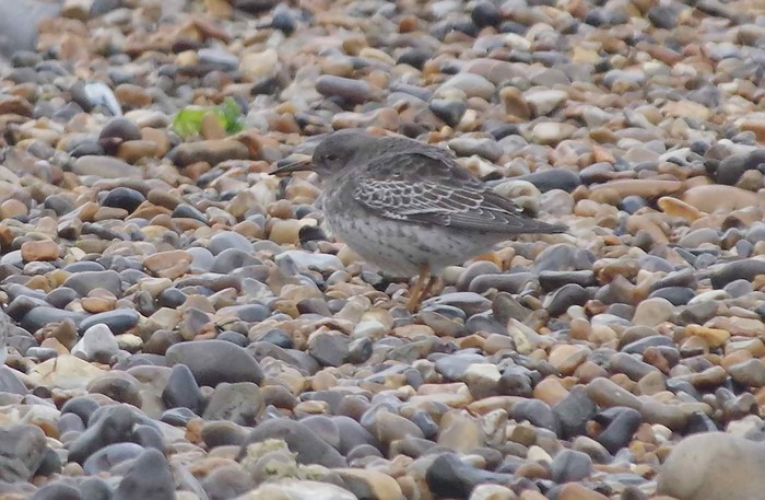 Purple Sandpiper