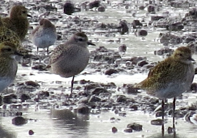 American Golden Plover