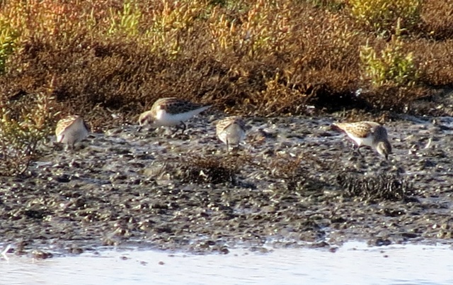 Little Stint