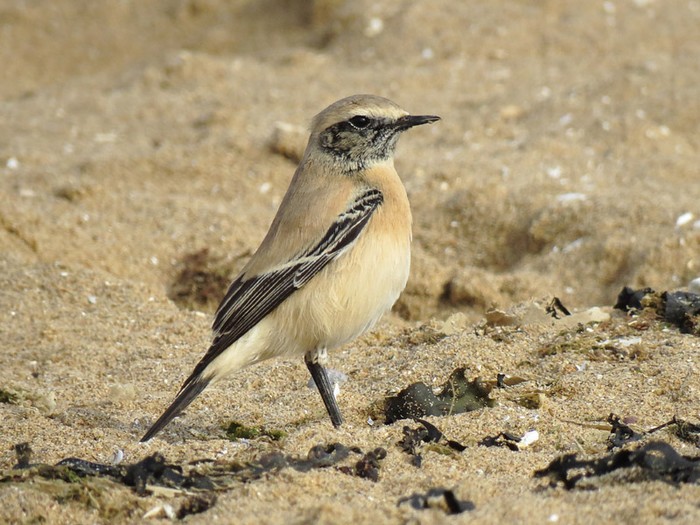 Desert Wheatear