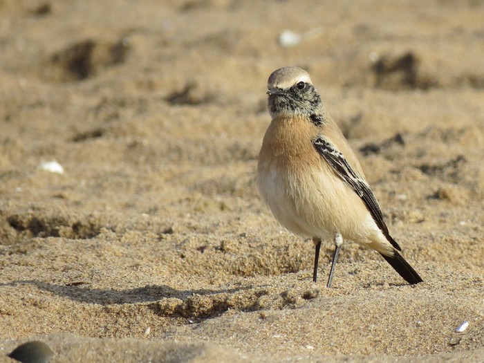 Desert Wheatear