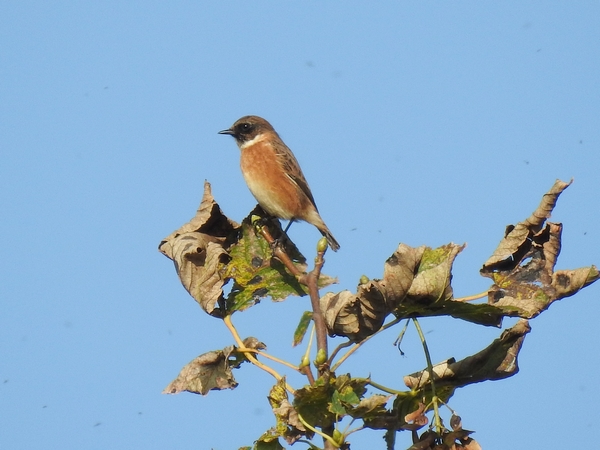 Stonechat
