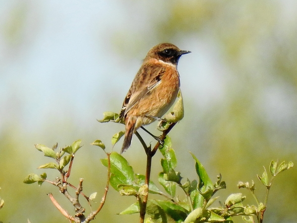 Stonechat