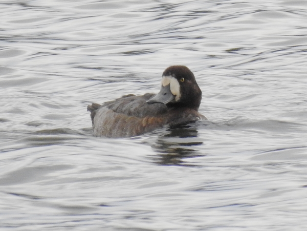 Scaup
