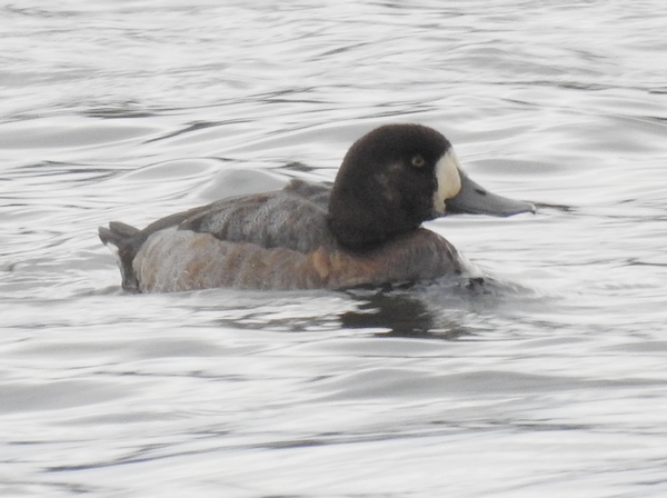 Scaup