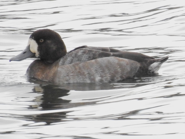 Scaup
