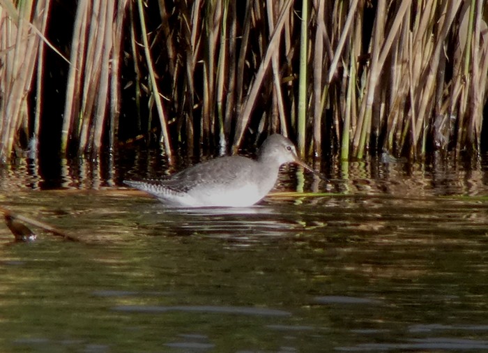 Spotted Redshank