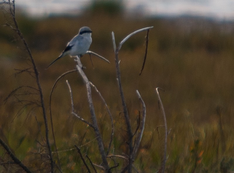 Great Grey Shrike