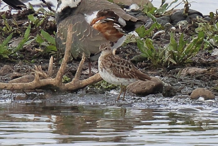 Long-toed Stint