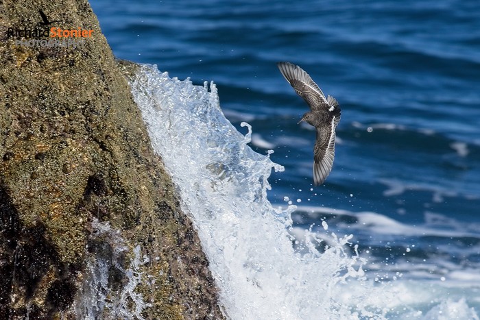 Purple Sandpiper