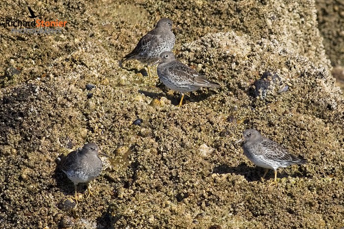 Purple Sandpiper