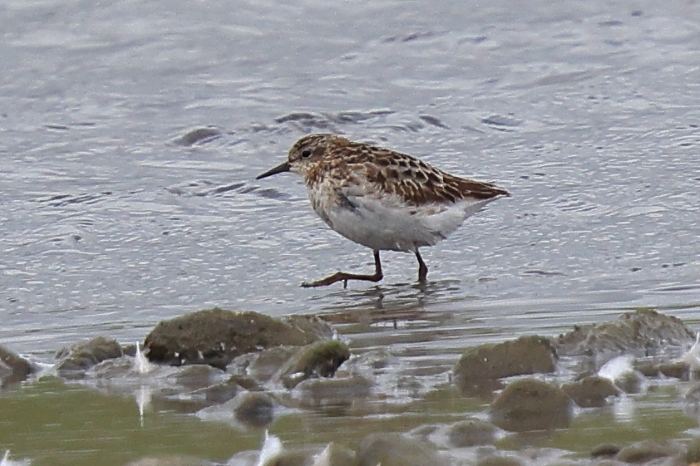 Long-toed Stint
