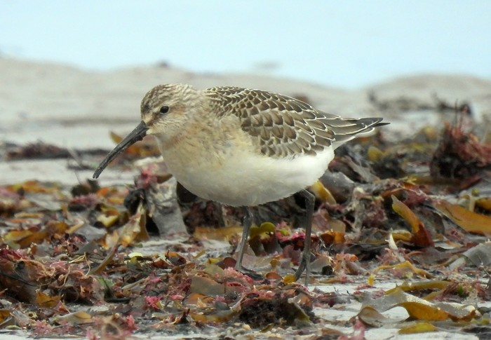 Curlew Sandpiper