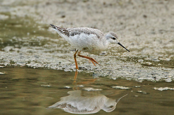 Wilson's Phalarope