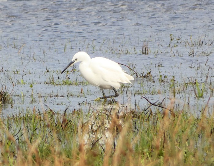 Little Egret
