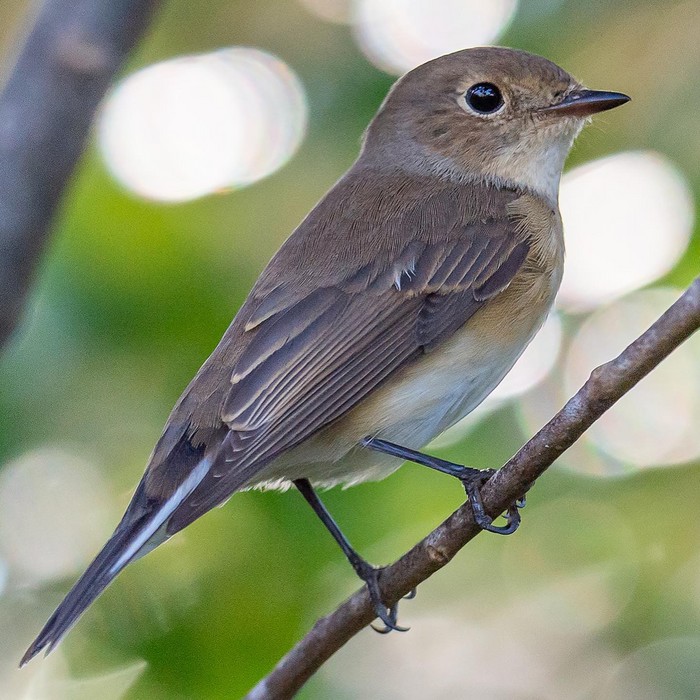 Red-breasted Flycatcher