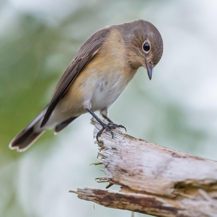 Red-breasted Flycatcher