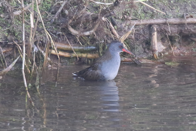 Water Rail