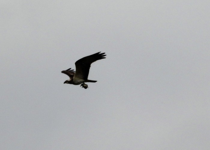 Osprey